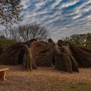 View of the willow sculpture in Golden Hill Country Park - set against a blue sky with mackerel clouds