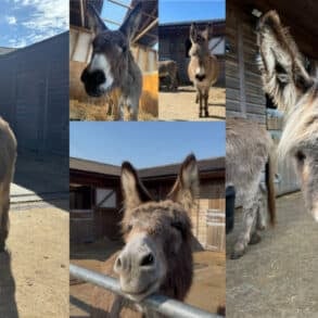 montage of donkey photos