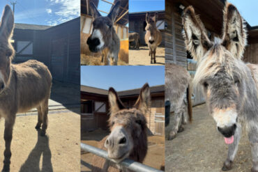 montage of donkey photos