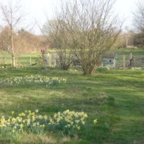 pheasant and daffodils at Naturezones
