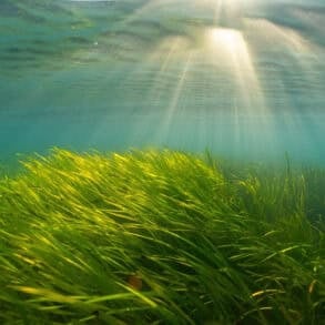 seagrass meadow