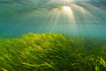 seagrass meadow