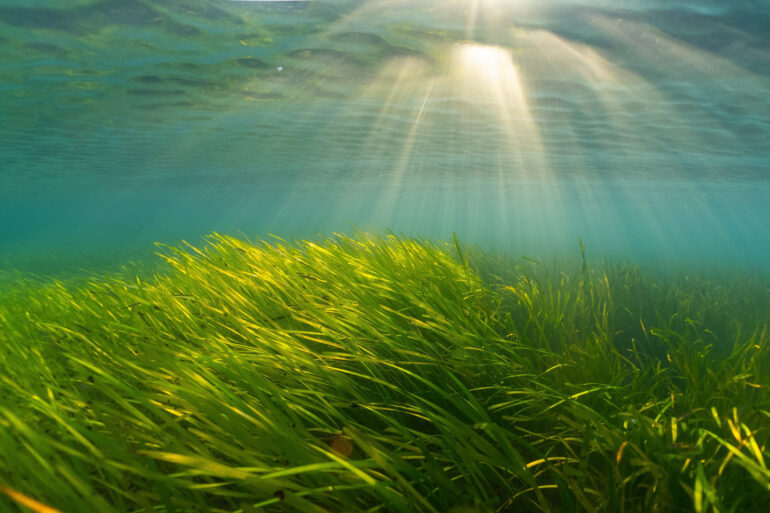 seagrass meadow
