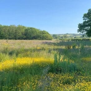 A former arable field at Wilder Nunwell, slowly transforming into a mosaic of habitats