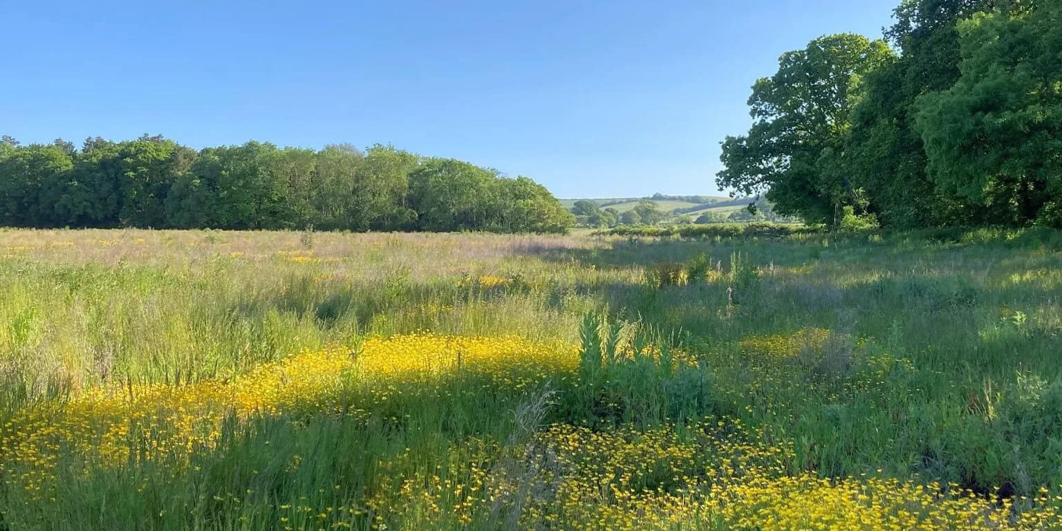 A former arable field at Wilder Nunwell, slowly transforming into a mosaic of habitats