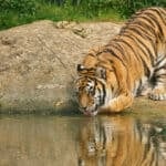 Tiger drinking water at Wildheart Animal Sanctuary