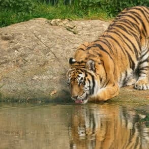 Tiger drinking water at Wildheart Animal Sanctuary