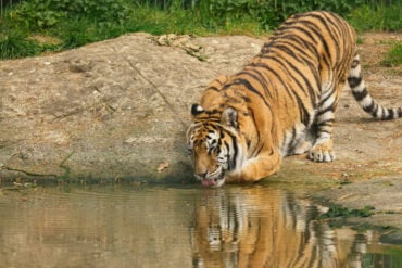Tiger drinking water at Wildheart Animal Sanctuary