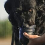 dog drinking from a bowl