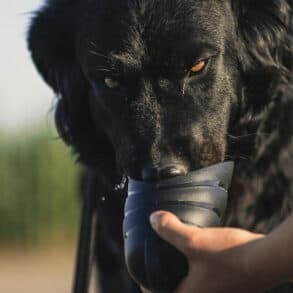dog drinking from a bowl