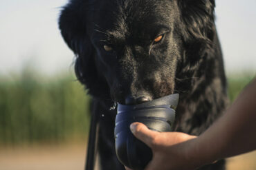 dog drinking from a bowl