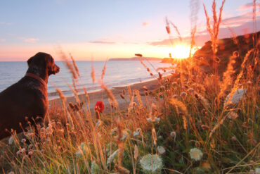 Brook Bay with Dog