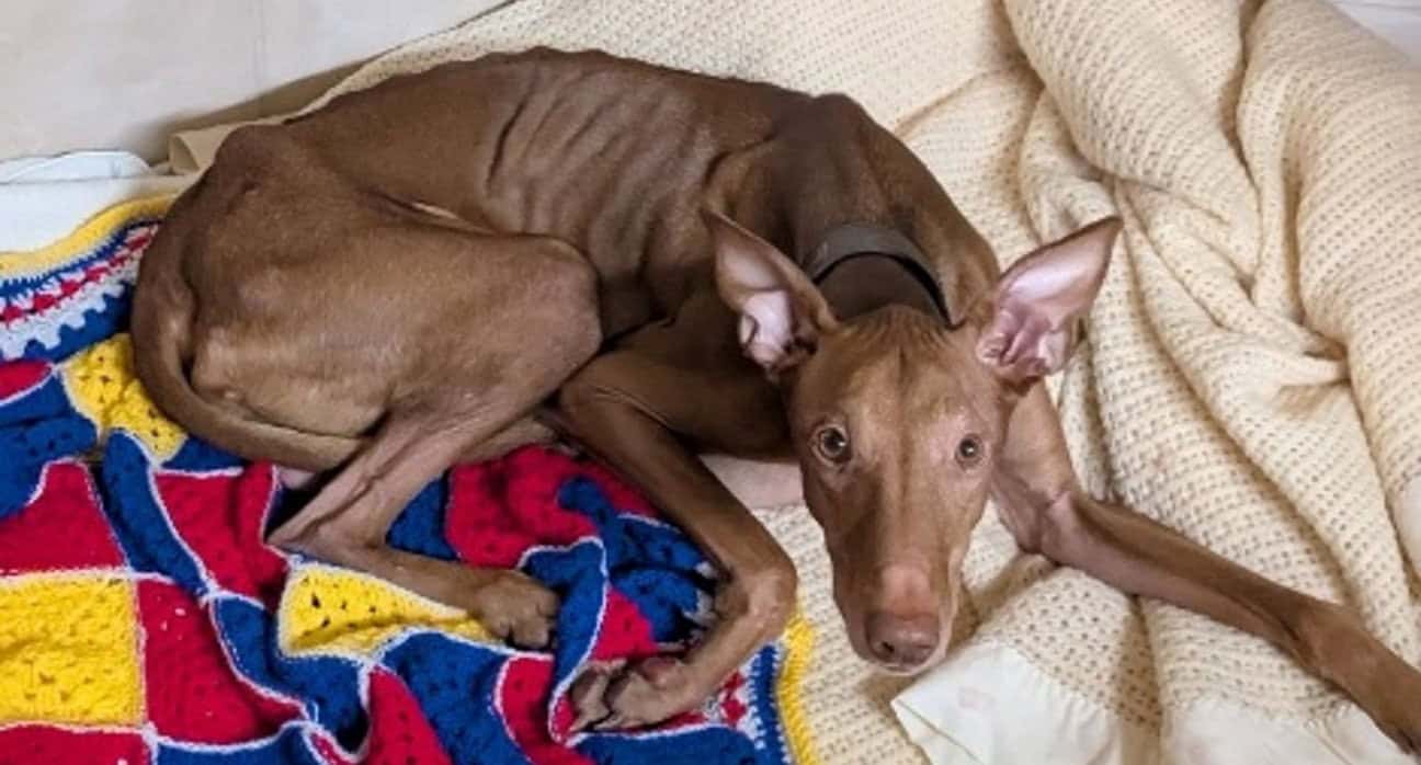 Imrani, a Pharoah Hound