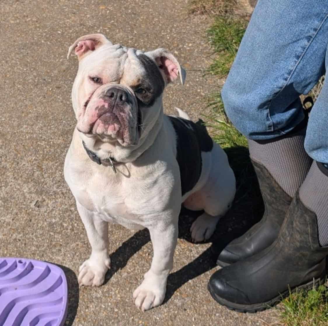 Rocky the English Bulldog x Staffordshire Bull Terrier.