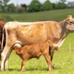Warren Farm cows in a field