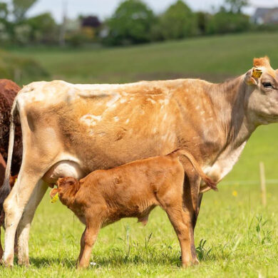 Warren Farm cows in a field
