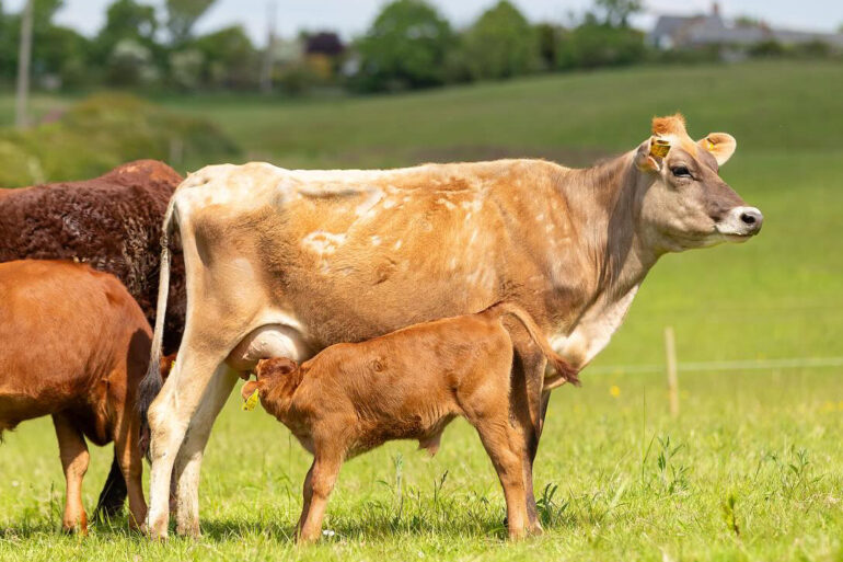 Warren Farm cows in a field