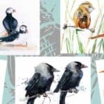 Watercolour Paintings of birds by Angela Hewitt