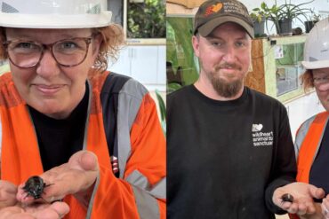 staff with cockroaches