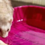 ferret drinking water from a big bowl