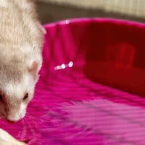 ferret drinking water from a big bowl
