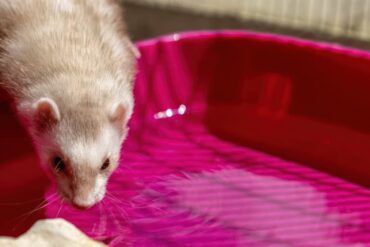 ferret drinking water from a big bowl