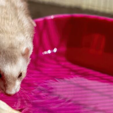 ferret drinking water from a big bowl