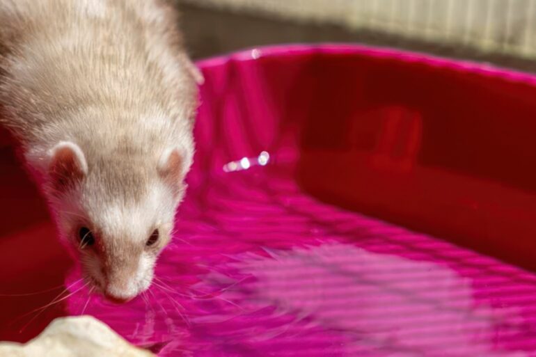 ferret drinking water from a big bowl