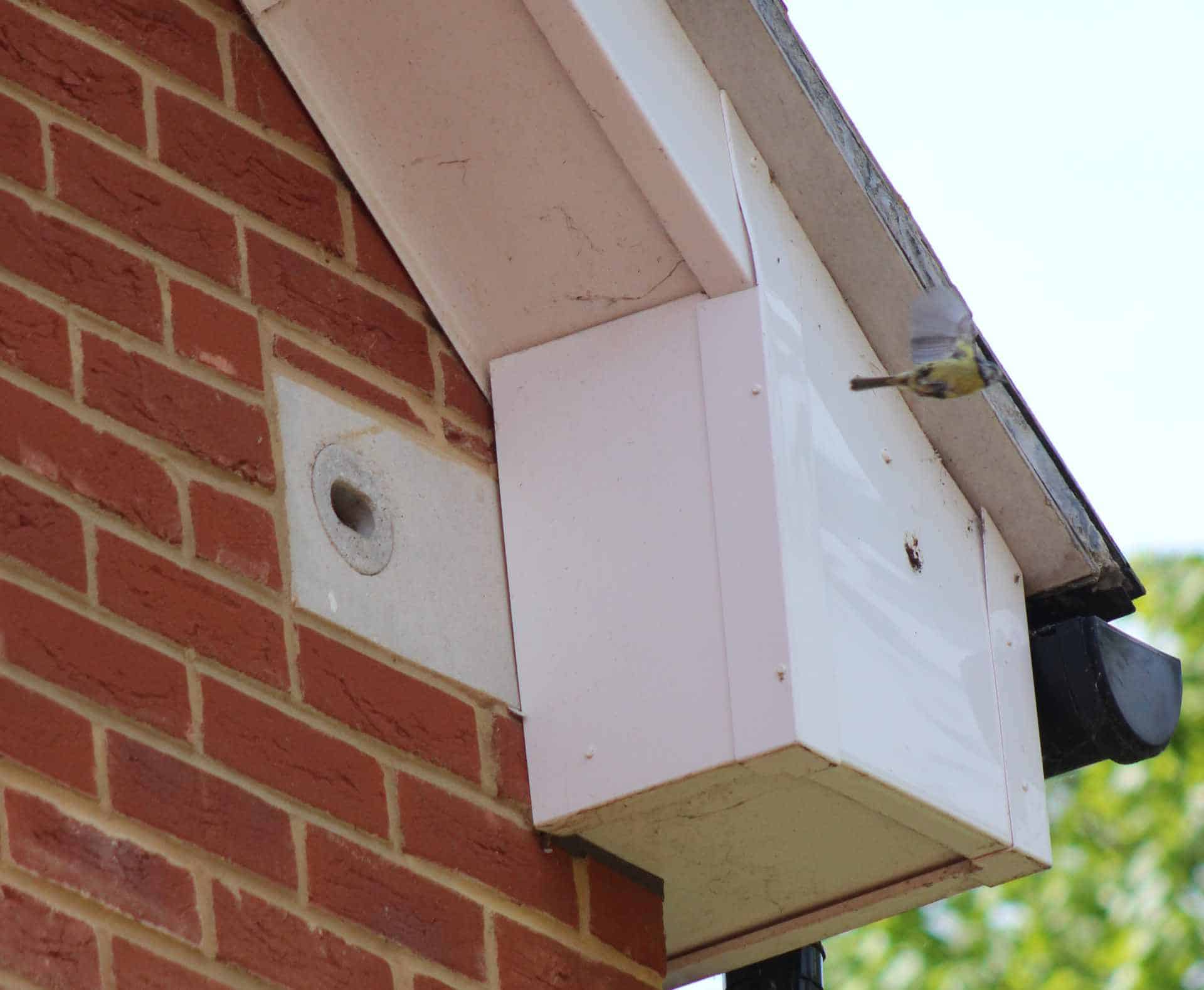 Blue Tit spotted in 2019 coming out of the swift brick by Claire Hector