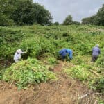 Volunteers clearing a big patch of balsam