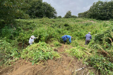 Volunteers clearing a big patch of balsam