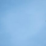 A common swift flying in the sky