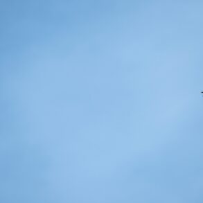 A common swift flying in the sky