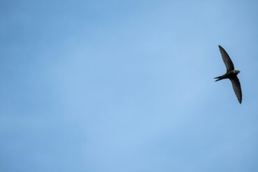 A common swift flying in the sky