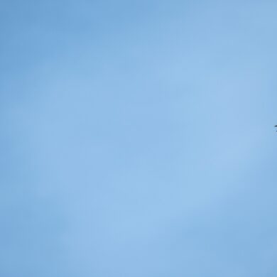 A common swift flying in the sky