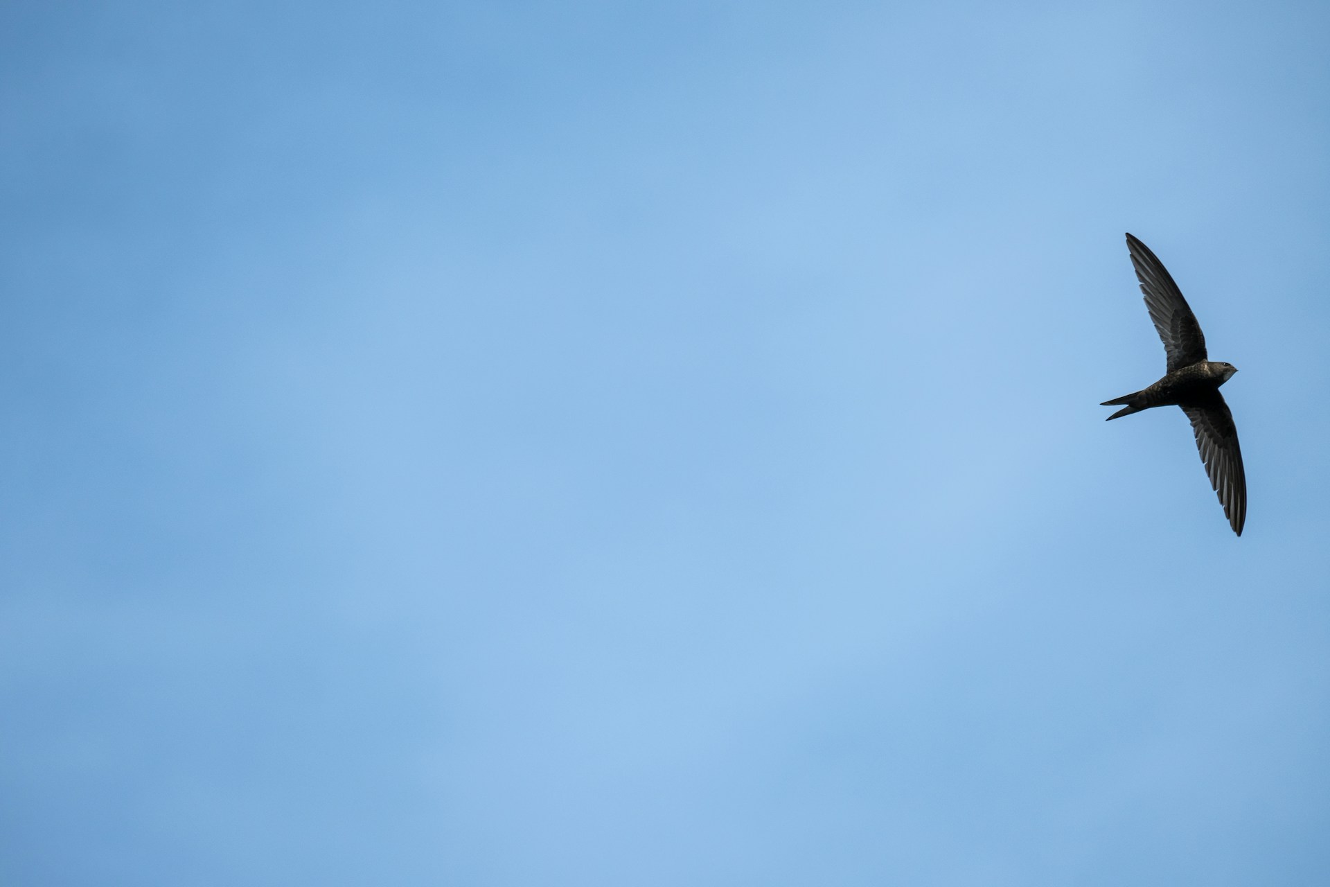 A common swift flying in the sky