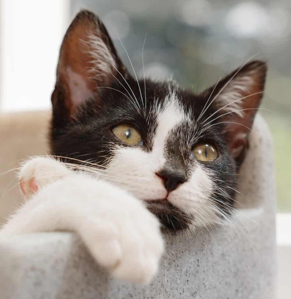 Black and white kitten relaxing
