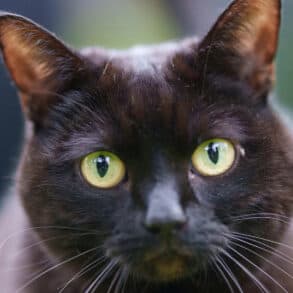 Black cat looking at the camera