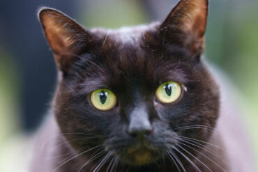 Black cat looking at the camera
