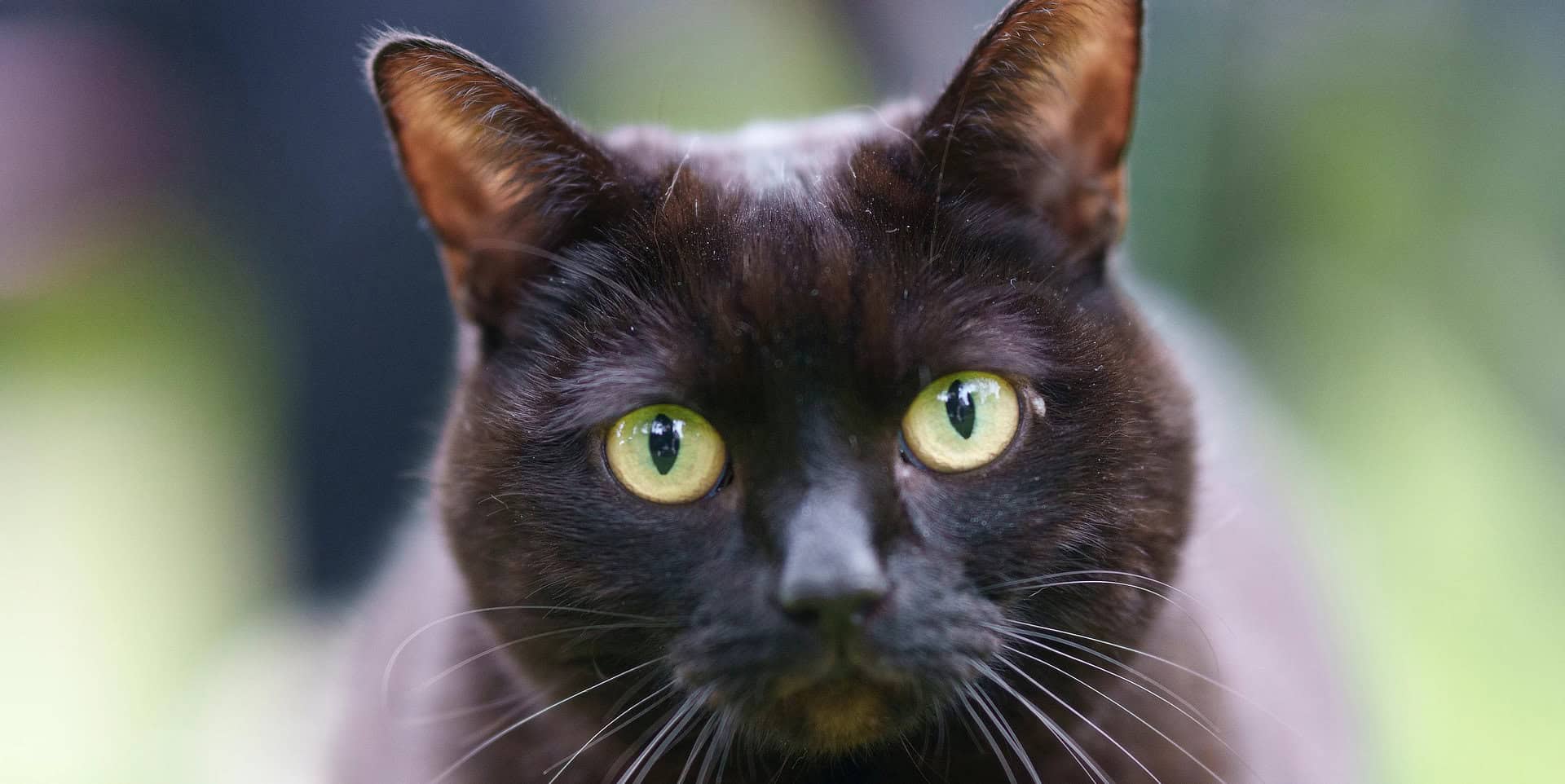 Black cat looking at the camera