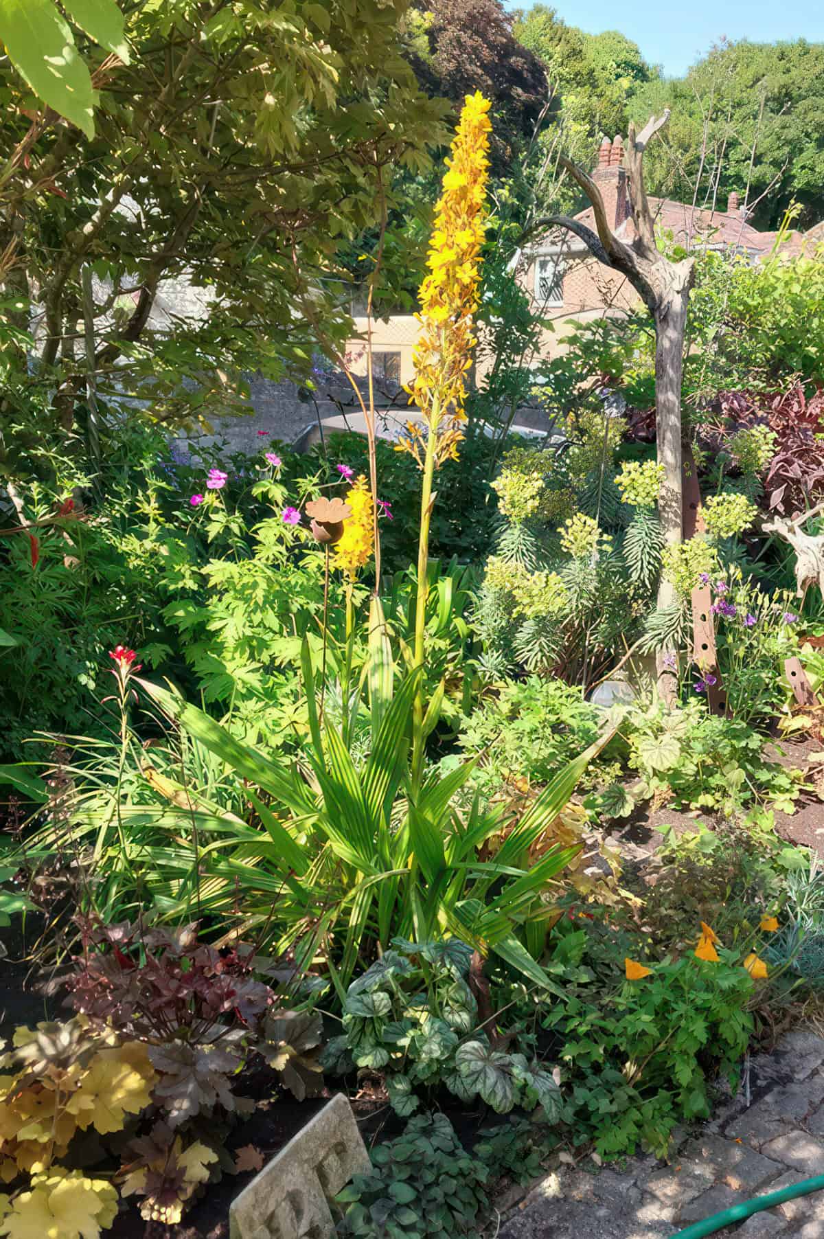 Waschendorfia Trysifolia at Rock Villa, Bonchurch
