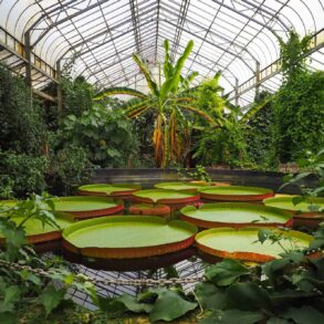 Giant Lily Pads at Ventnor Botanic Garden
