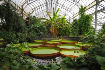 Giant Lily Pads at Ventnor Botanic Garden