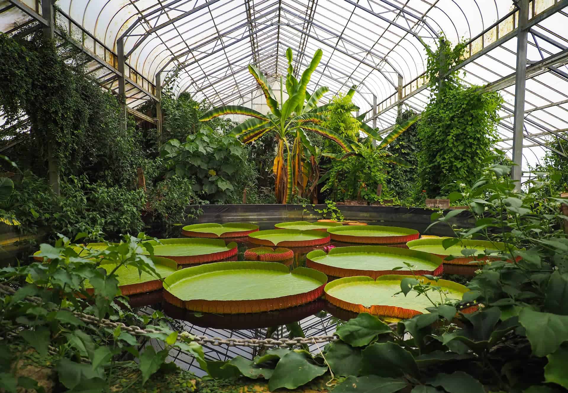 Giant Lily Pads at Ventnor Botanic Garden
