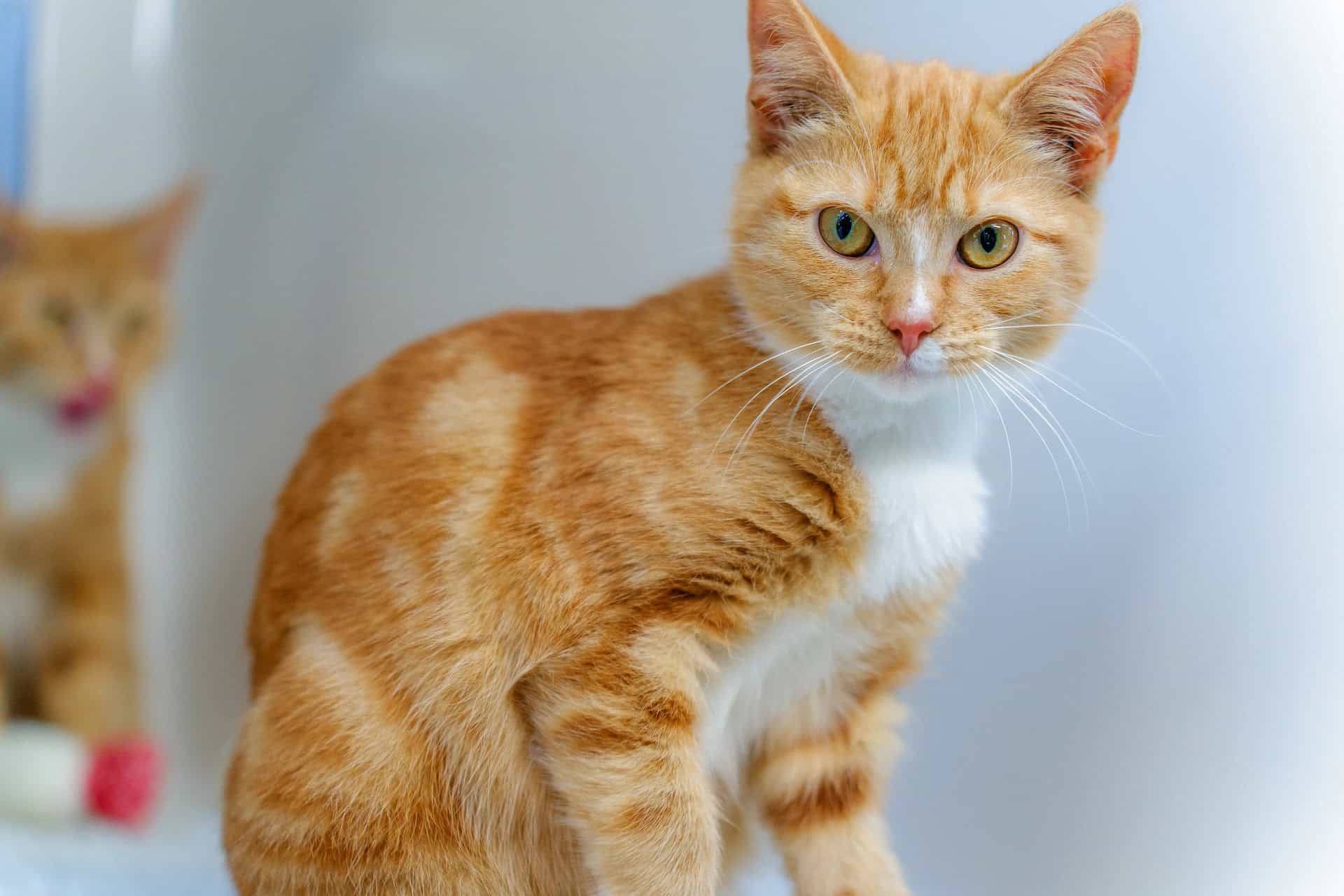 Ginger cat in care looking at the camera