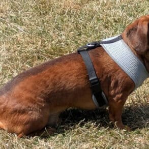 Muffin on the lawn