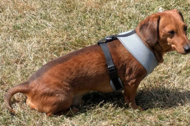 Muffin on the lawn