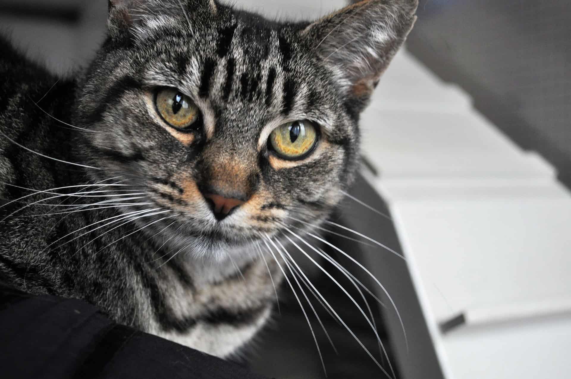 Tabby cat looking at the camera