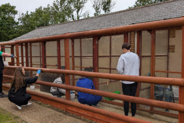 Staff from Glanvilles Damant and Prospect Mortgages painting the Rabbit enclosures