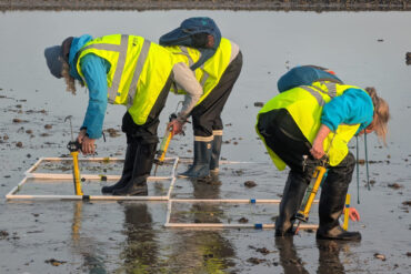 Volunteers planting at Calshot Restoration Site